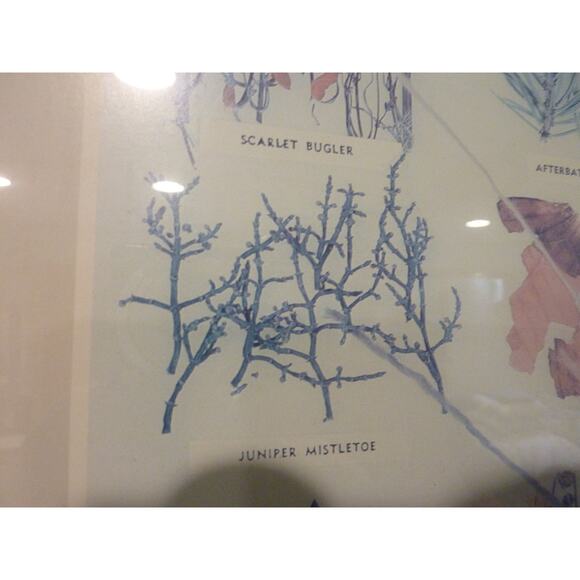 Vintage Framed Navajo Plant Dye Chart Print Ella Myers - Picture 8 of 9